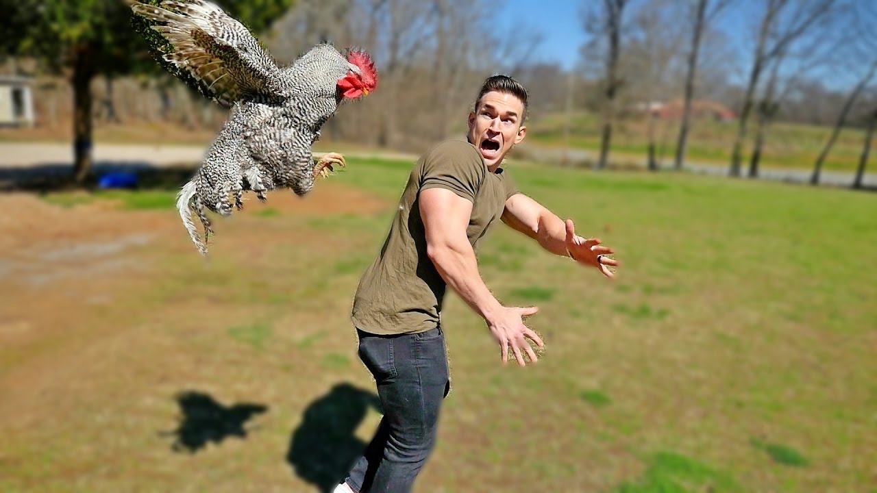 chickens